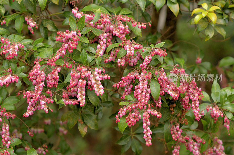 Pieris japonica /日本仙女座花